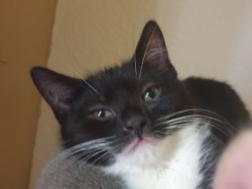 2 Mädchen suchen noch ein liebevolles zuhause