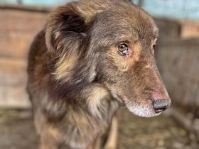 Louie, etwas unsicher