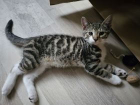 Babykatzen abzugeben