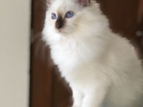 Heilige Birma Kitten mit Stammbaum