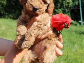 wunderschönes Toypudel Weibchen