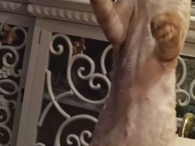 Devon Rex Deckkater gesucht ! !!