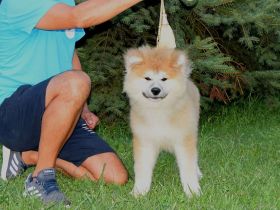 Wunderschöne Akita inu Welpen langhaariger