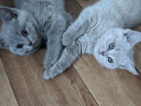 Wunderschöne BKH Kitten