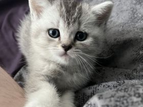 Reinrassige BKH Kitten in schwarz-weiß Tabby