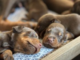 Braune Dobermann Welpen