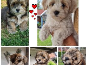 Havaneser Welpen in tollen Farben!