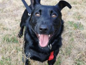 Ein kleiner feiner Kerl sucht ein liebevolles Zuhause