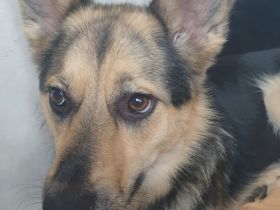 Süße Maus sucht ihre Familie