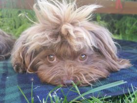 Bolonka Zwetna von den kleinen Waldelfen