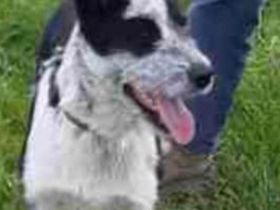 Husky Mix Hündin 7 Monate alt