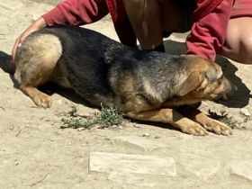 Lara-SchäferhundMix-Hündin-ca 40cm