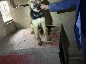 Rebeka-MudiMix- Hündin- ca 40cm