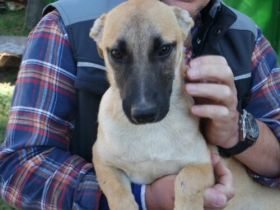 Reka-SchäferhundMix- Hündin- ca 50cm