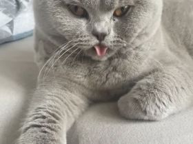 Fernando, süßer Deckkater mit Erfahrung