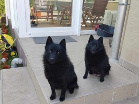 Schipperke Welpen
