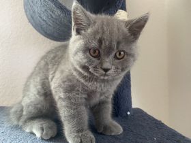 Britisch Kurzhaar Kitten suchen ein neues Zuhause