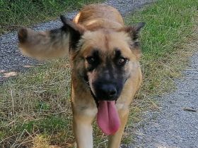 Tolle Mali mix Hündin sucht liebevolles Zuhause