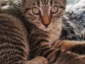 Katzenkind in liebevolle Hände