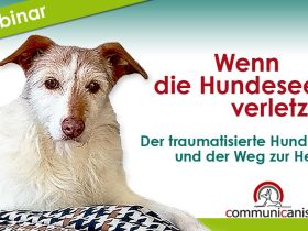 Wenn die Hundeseele verletzt ist. Trauma bei Tieren. 14.02.25