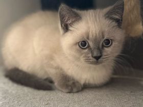 BKH Kitten Blue und Blue Point