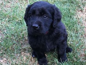 Schäferhund/Hovawart Mixwelpen