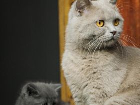 BKH/- Norwegischer Waldkatzenmix, Kitten weiblich