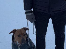 American Staffordshire Terrier Hündin Amstaff