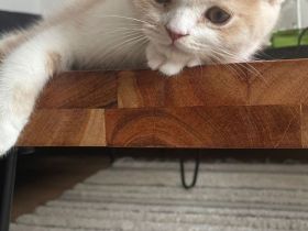 Britisch Persisch Mix Kater