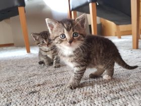 Babykatzen - Seelenkatzen aus liebevoller Haltung