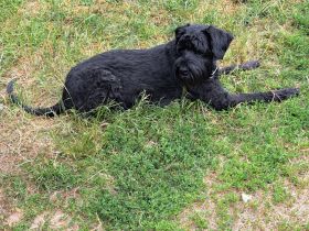 Riesenschnauzerwelpen