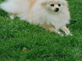 Spitz Pomeranian