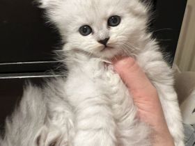 Maine Coon Mix Kitten