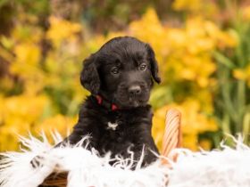 Labradoodle Welpen suchen zu Hause