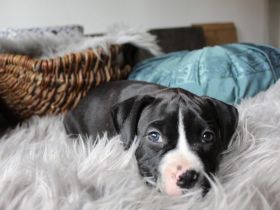 American Bully XL Welpen