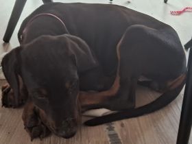 Dobermann Welpe Weibchen