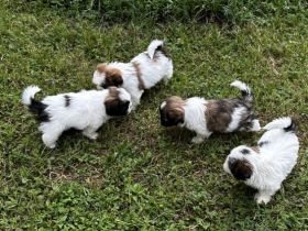 Shih Tzu Welpen