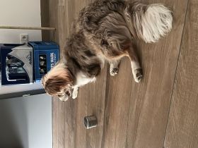 Charly sucht neues Zuhause