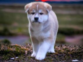 Japanische Akita Inu Welpen mit Ahnentafel/Pedigree