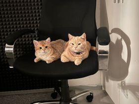 Britisch Kurzhaar Kitten