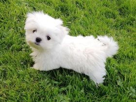 Zwei Malteser Welpen von seltener Schönheit