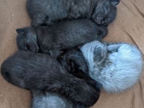 Liebe und verkuschelte BKH- Kitten abzugeben