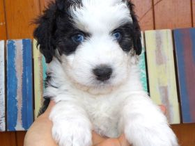 Aussiedoodle MINI / MEDIUM mit Papieren - wie Labradoodle / Goldendoodle