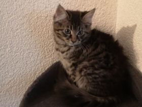 Reinrassige Maine-Coon Kitten