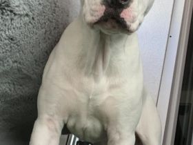 Maya Staffordshire Terrier Weibchen