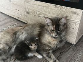 Süße Maine Coon Kitten