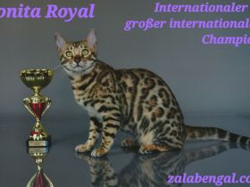 Reinrassige Bengalkatzen mit Stammbaum