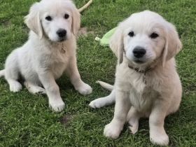 Traumhaft schöne Golden Retriever Welpen