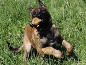 Welpengewöhnung und Bindungsaufbau 40 jährige Ausbildungserfahrung