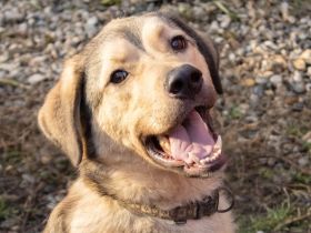 Romeo wünscht sich lieben Familienanschluß